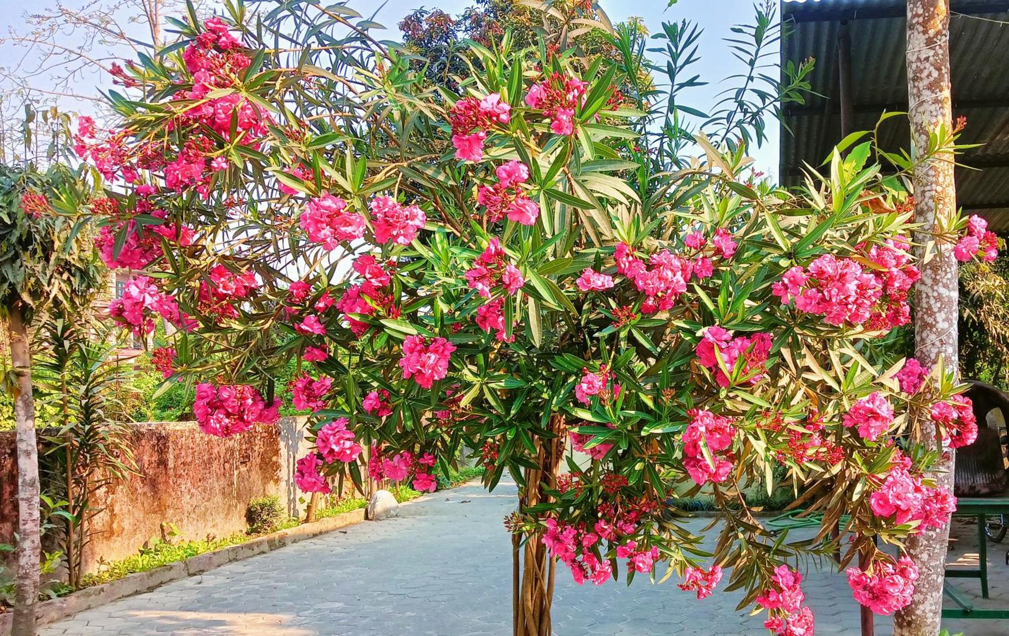 Hotel Butterfly - Peaceful Garden For Nature Lovers Sauraha Eksteriør billede